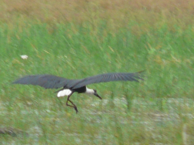Wooly-necked-Stork