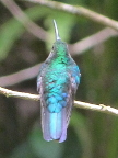 Copper-rumpedHummingbird