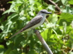 GrayKingbird (185 KB)