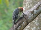 Red-crownedWoodpecker (193 KB)