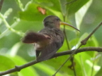 Rufous-breasted Hermit (172 KB)