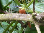 Rufous-tailed Jacamar