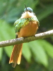 Rufous-tailed Jacamar Female