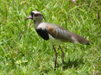 SouthernLapwing (176 KB)