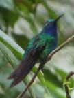 White-tailedSabrewing (116 KB)