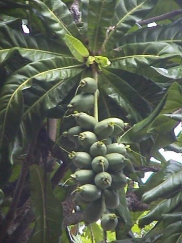 Nuts on Tree