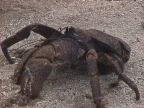 Coconut Crab (69 KB)