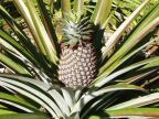 Pineapple (92 KB)