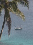 Kia Island Fiji Arctracer beneath palm branches