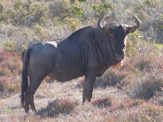 Black Wildebeest