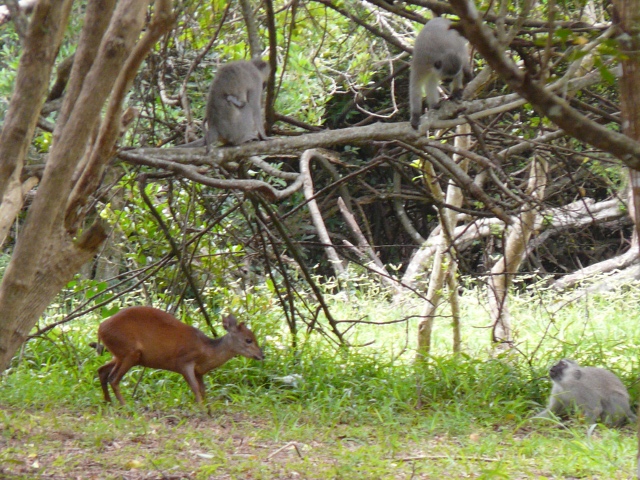 Blue-Duiker-Vervet