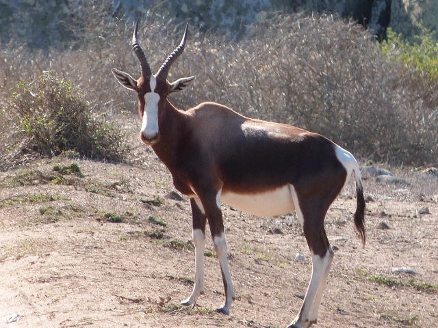 Bontebok