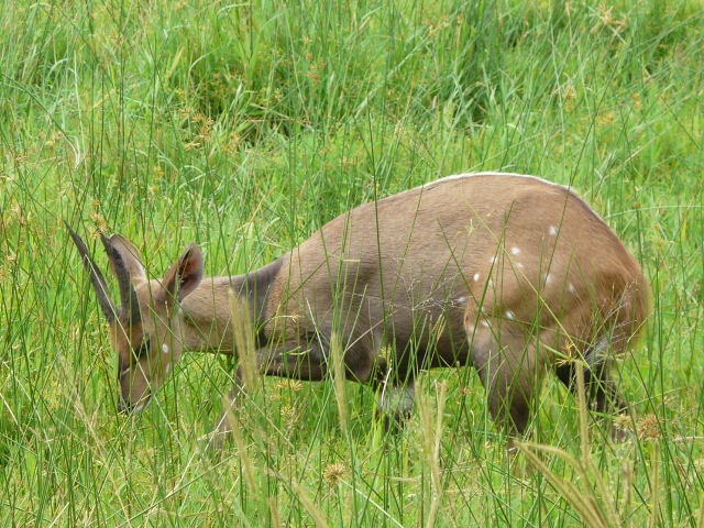 Bushbuck