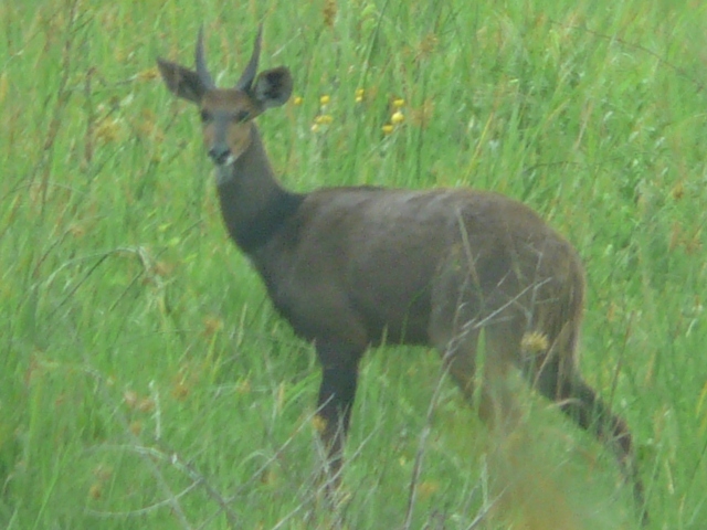 Common-Duiker