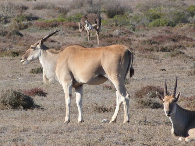 Eland