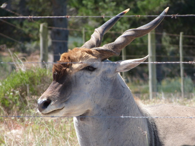 Elandhead