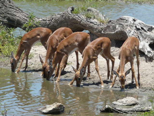 Impala-babies-drinking