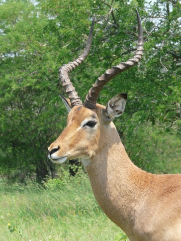 Impala-head