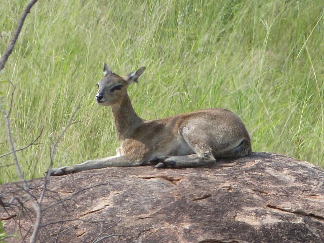 Klipspringer-1