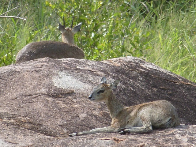 Klipspringer-2