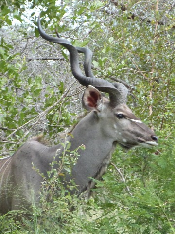 Kudu-3