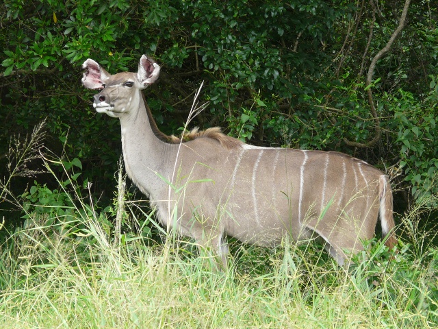 Kudu-Doe