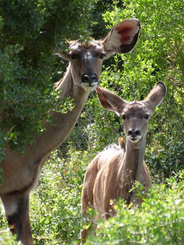 Kudu-duo