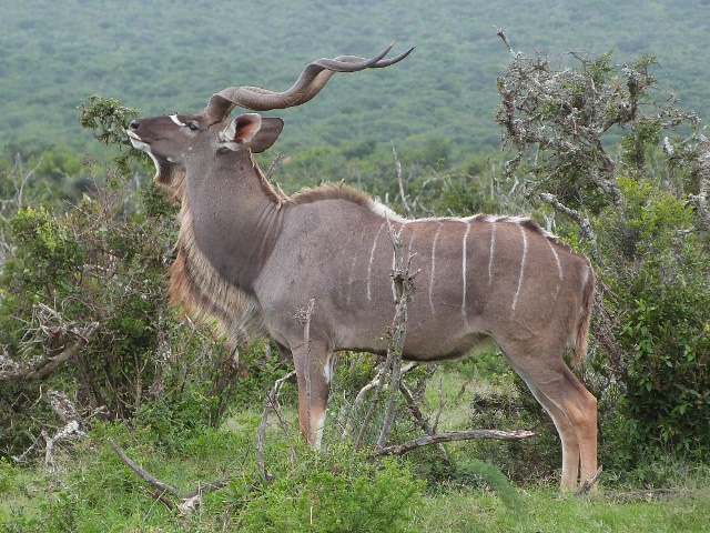 Kudu