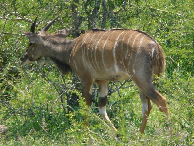 Nyala-male