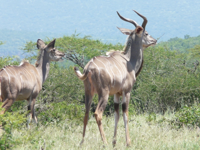 Nyala-pair