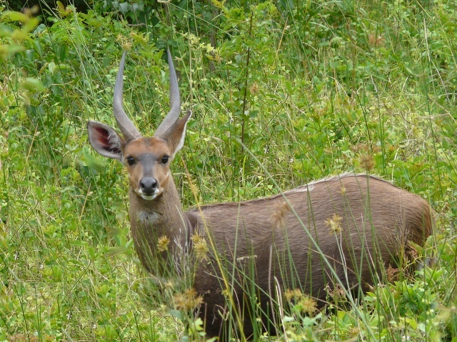 Nyala-young-male