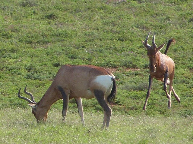 Red-Hartebeest-2