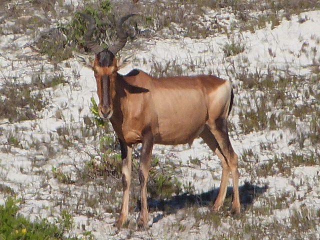 Red-Hartebeest