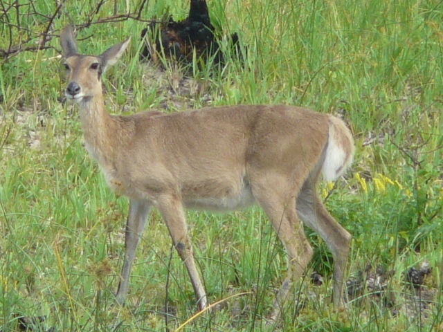 Reedbuck-Doe