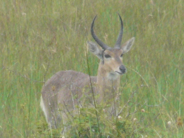 Reedbuck