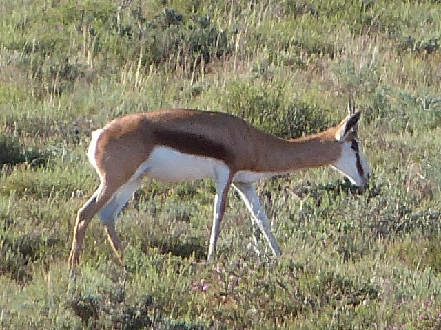 Springbok