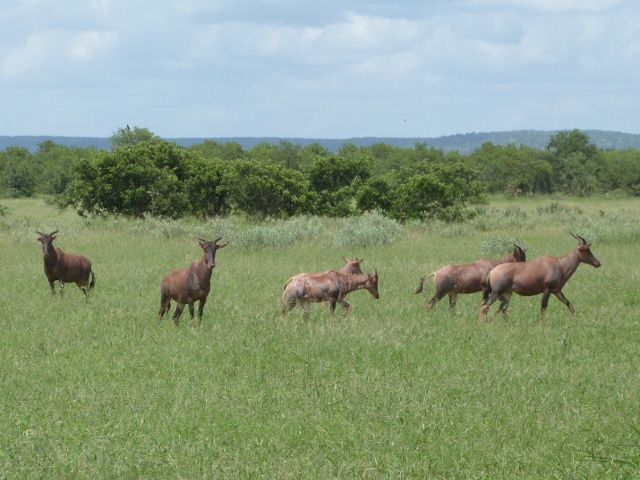 Tsessebe-herd