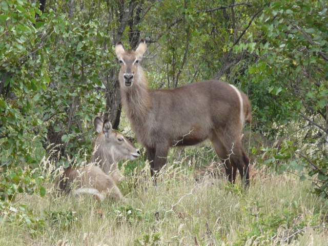 Waterbuck-2