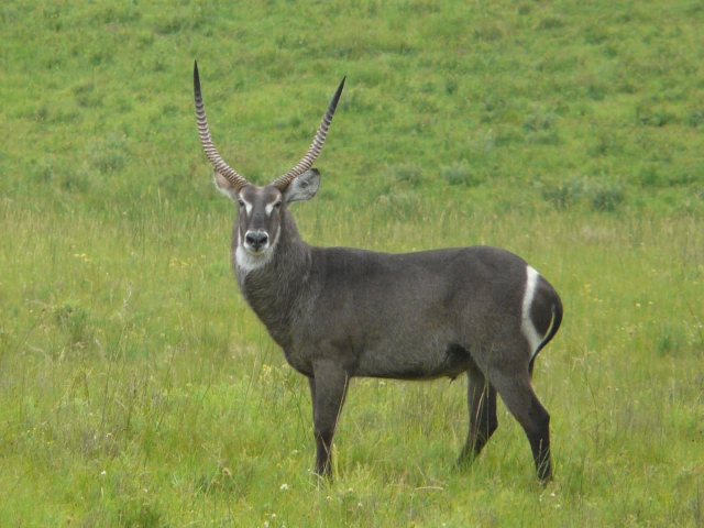 Waterbuck