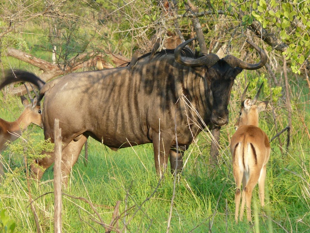 Wildebeest-Impala