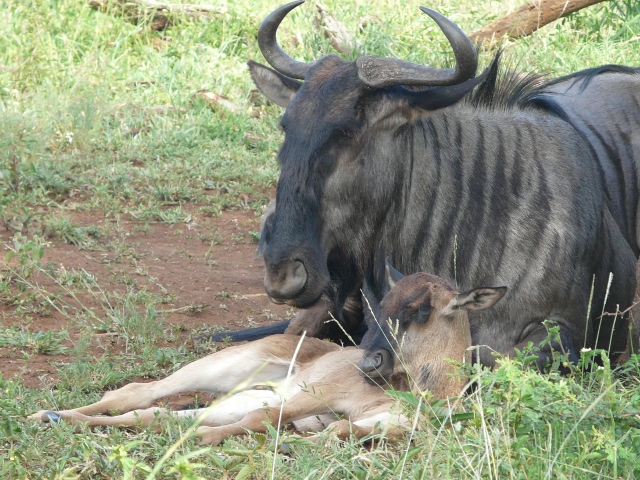 Wildebeest-Newborn