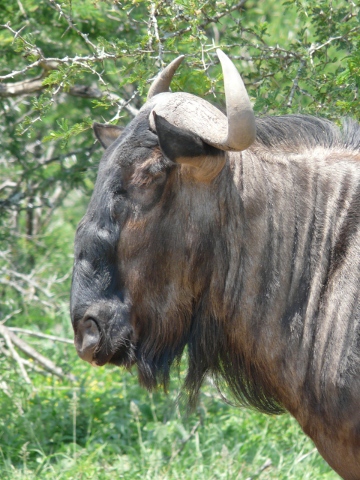 Wildebeest-sidehead