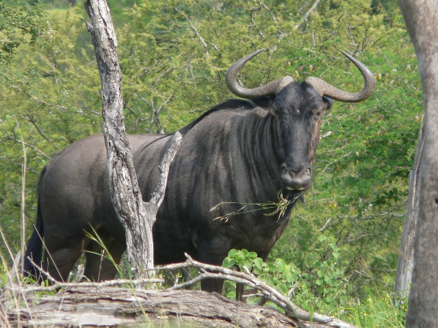 Wildebeest