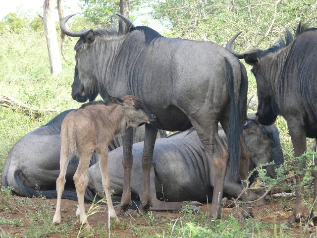 Wildebeests-newborn