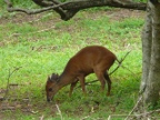 Blue-Duiker