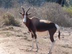 Bontebok