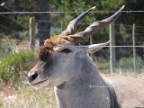 Eland head (121 KB)