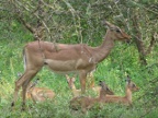 Impala-babies