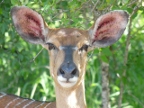 Nyala-face