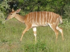 Nyala